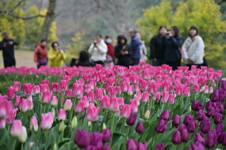 2026年3月6日，浙江省杭州市，西湖区杭州太子湾公园一年一度的郁金香花展今日开展，在整个三月里，8000平方米种植区内的40万株郁金香及配景草花将渐次绽放，营造出一片艳丽的春日花海。本届花展主题为“爱如繁花”，核心展区逍遥坡以“蝶恋花海”为主题，融入“梁祝化蝶”意象。IC photo