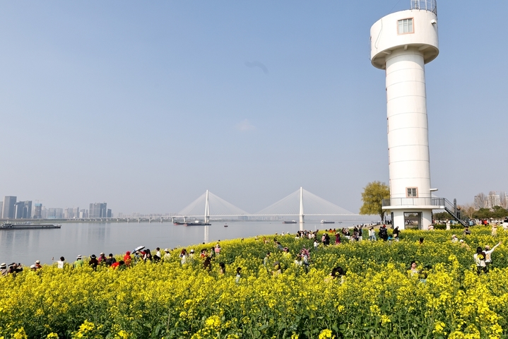 2026年3月11日，湖北武汉，武昌江滩铁机路段灯塔下的油菜花盛放，金黄花田与长江、白色灯塔相映成趣，吸引市民与游客感受春天的气息。来源： IC photo
