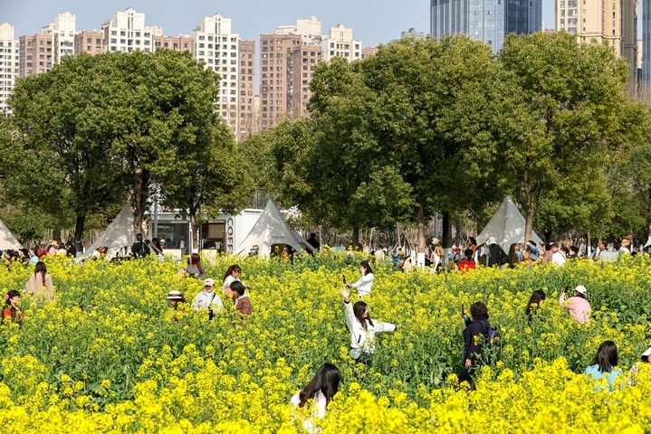 3月11日，湖北武汉，武昌江滩铁机路段灯塔下的油菜花盛放，金黄花田与长江、白色灯塔相映成趣，吸引市民与游客感受春天的气息。图为游客在花间赏花游玩。