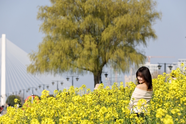3月11日，湖北武汉，武昌江滩铁机路段灯塔下的油菜花盛放，金黄花田与长江、白色灯塔相映成趣，吸引市民与游客感受春天的气息。图为游客在花间拍照留影。 