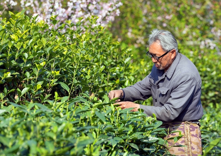 2026年3月11日，在成都市蒲江县成佳镇圣茶社区炮林山茶叶示范基地的茶园里，茶农忙着采摘新茶。  