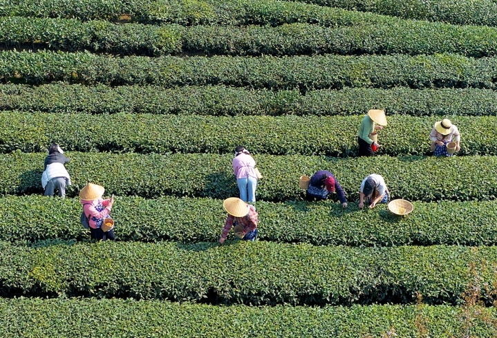 2026年3月11日，在成都市蒲江县成佳镇圣茶社区炮林山茶叶示范基地的茶园里，茶农忙着采摘新茶。