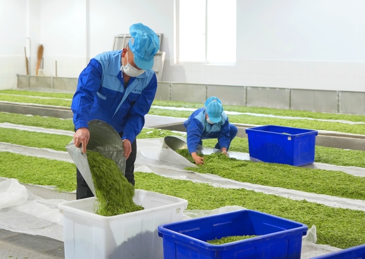 2026年3月11日，在成都市蒲江县成佳镇四川嘉竹茶业有限公司，车间里的工人对新茶进行萎凋工艺处理。 