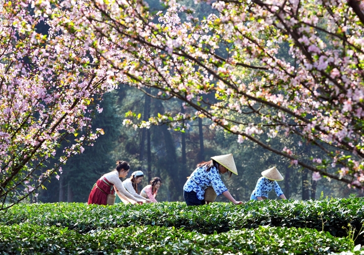  2026年3月11日，在成都市蒲江县成佳镇圣茶社区炮林山茶叶示范基地的茶园里，游客在茶园体验春茶采摘。来源：IC photo

