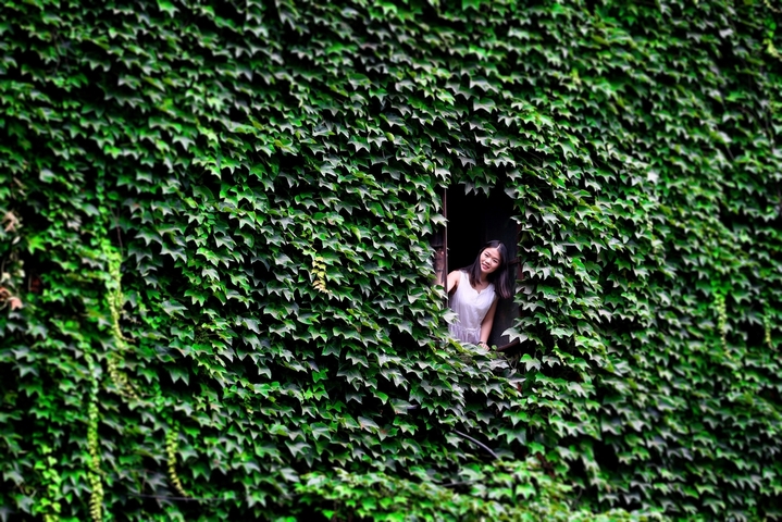 2017年07月04日成都U37创意仓库，成都的“绿色城堡”。一墙爬山虎，是许多成都人盛夏里的清凉记忆，浓浓的绿色，一片片绿油油的叶子随风摇曳，绿波荡漾，给人凉快的感觉披上“绿色窗帘”的屋子，室内可降温4-5℃，在没有空调的日子里，这就是天然空调。爬山虎生命力极其顽强,有的爬山虎可以把楼的一面外墙都变成绿色，俨然成为一座“绿色城堡”。图为U37创意仓库里的“绿”房子。