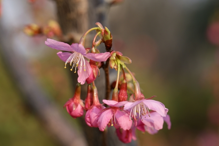 2026年3月12日，江苏淮安，樱花园樱花大道两旁的早樱花次第开放，美不胜收。