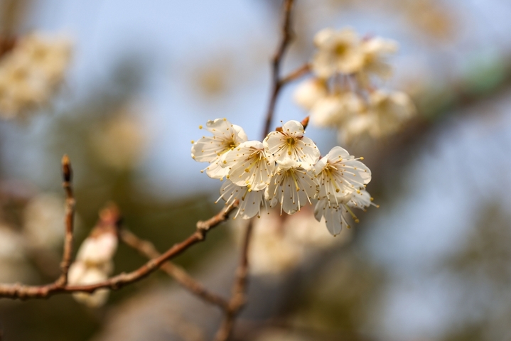 2026年3月12日，江苏淮安，樱花园樱花大道两旁的早樱花次第开放，美不胜收。
