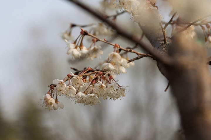 2026年3月12日，江苏淮安，樱花园樱花大道两旁的早樱花次第开放，美不胜收。IC photo
