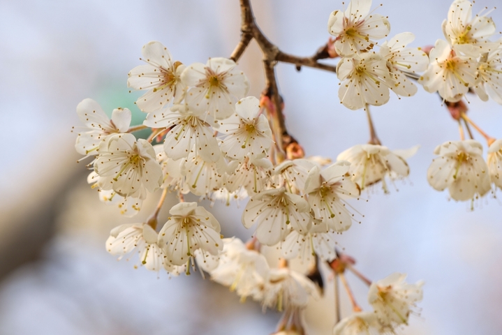 2026年3月12日，江苏淮安，樱花园樱花大道两旁的早樱花次第开放，美不胜收。