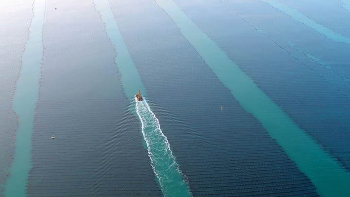 2026年3月13日，山东省荣成市爱伦湾海洋牧场海带养殖区，养殖工人驾驶船只迎着朝阳从事海上养殖管理，呈现一派繁忙的海上春耕生产景象。
