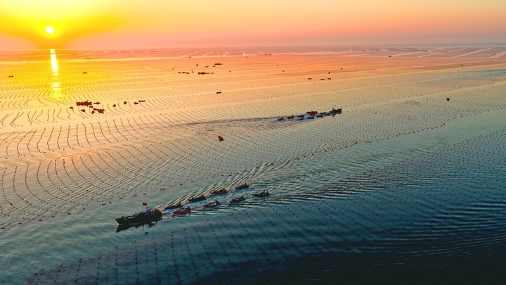 2026年3月13日，山东省荣成市爱伦湾海洋牧场海带养殖区，养殖工人驾驶船只迎着朝阳从事海上养殖管理，呈现一派繁忙的海上春耕生产景象。
