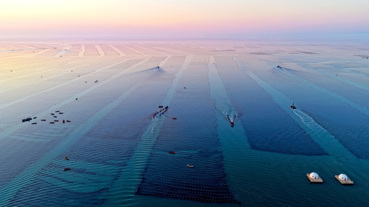 2026年3月13日，山东省荣成市爱伦湾海洋牧场海带养殖区，养殖工人驾驶船只迎着朝阳从事海上养殖管理，呈现一派繁忙的海上春耕生产景象。
