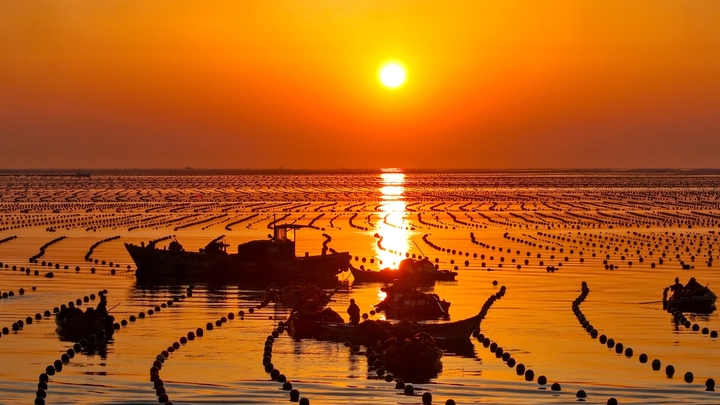 2026年3月13日，山东省荣成市爱伦湾海洋牧场海带养殖区，养殖工人驾驶船只迎着朝阳从事海上养殖管理，呈现一派繁忙的海上春耕生产景象。来源：IC photo
