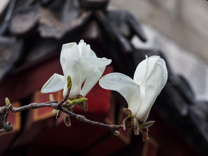 2026年3月12日，山东济南，趵突泉景区白雪楼、万竹园杏园等处，玉兰花花开满枝，散发出迷人的清香，引来众多蜜蜂采蜜。大批游客闻讯赶来，在古老的建筑物下留影，留住一年一度的美丽时刻。
