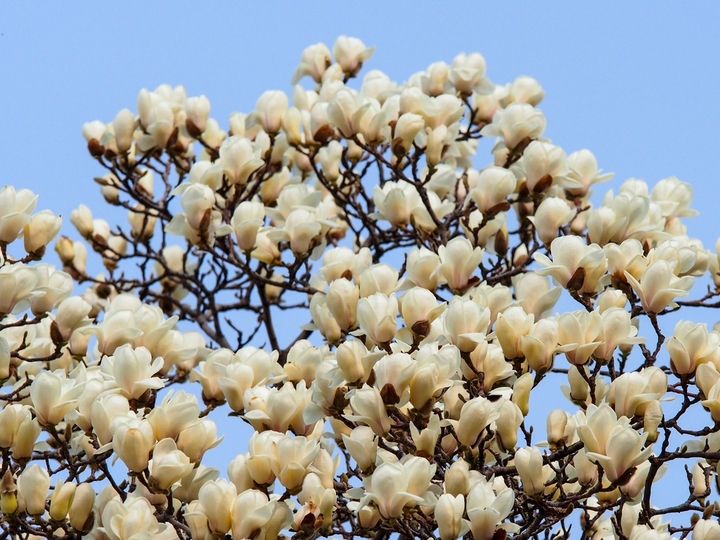 2026年3月12日，山东济南，趵突泉景区白雪楼、万竹园杏园等处，玉兰花花开满枝，散发出迷人的清香，引来众多蜜蜂采蜜。大批游客闻讯赶来，在古老的建筑物下留影，留住一年一度的美丽时刻。
