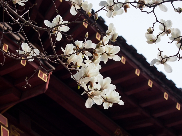 2026年3月12日，山东济南，趵突泉景区白雪楼、万竹园杏园等处，玉兰花花开满枝，散发出迷人的清香，引来众多蜜蜂采蜜。大批游客闻讯赶来，在古老的建筑物下留影，留住一年一度的美丽时刻。
