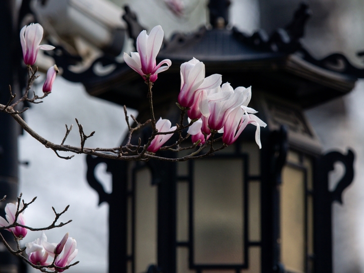 2026年3月12日，山东济南，趵突泉景区白雪楼、万竹园杏园等处，玉兰花花开满枝，散发出迷人的清香，引来众多蜜蜂采蜜。大批游客闻讯赶来，在古老的建筑物下留影，留住一年一度的美丽时刻。
