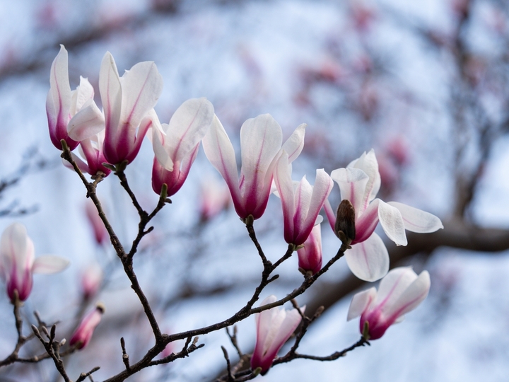 2026年3月12日，山东济南，趵突泉景区白雪楼、万竹园杏园等处，玉兰花花开满枝，散发出迷人的清香，引来众多蜜蜂采蜜。大批游客闻讯赶来，在古老的建筑物下留影，留住一年一度的美丽时刻。来源：IC photo

