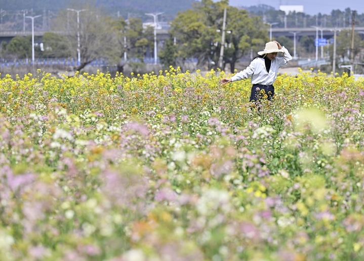 2026年3月13日，江西南昌，经开区江西农业大学附近，成片的彩色油菜花竞相绽放，动车组从油菜花田边驶过，成为一道美丽的风景线，吸引了众多市民前来拍摄游玩。