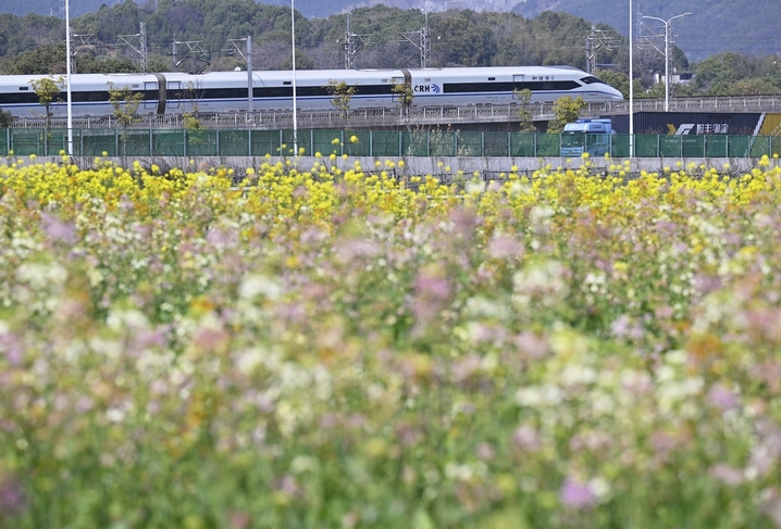 2026年3月13日，江西南昌，经开区江西农业大学附近，成片的彩色油菜花竞相绽放，动车组从油菜花田边驶过，成为一道美丽的风景线，吸引了众多市民前来拍摄游玩。