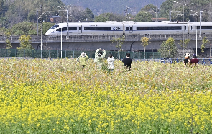 2026年3月13日，江西南昌，经开区江西农业大学附近，成片的彩色油菜花竞相绽放，动车组从油菜花田边驶过，成为一道美丽的风景线，吸引了众多市民前来拍摄游玩。