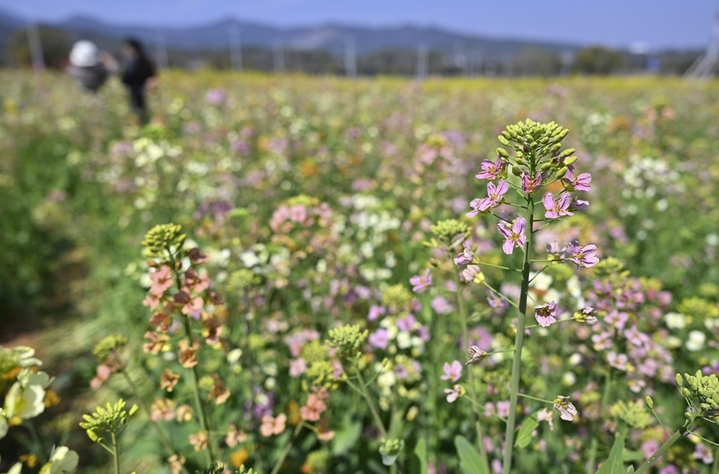2026年3月13日，江西南昌，经开区江西农业大学附近，成片的彩色油菜花竞相绽放，动车组从油菜花田边驶过，成为一道美丽的风景线，吸引了众多市民前来拍摄游玩。来源：IC photo
