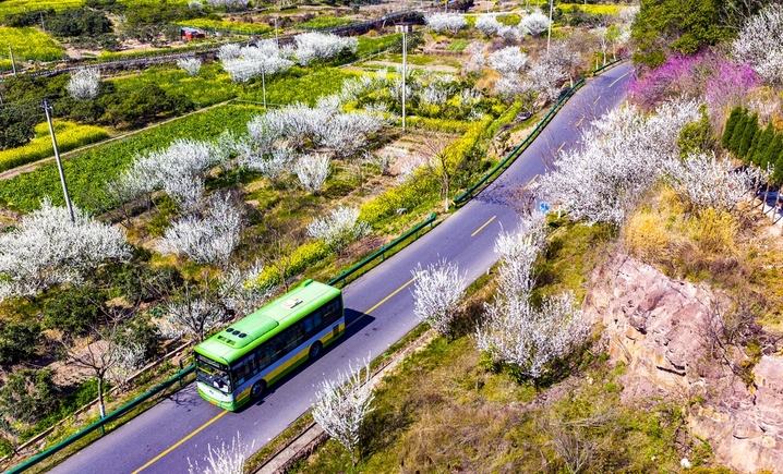 2026年3月14日，浙江省兰溪市黄店镇邵坞村余粮山线公路沿线，连绵的李树、油菜花竞相绽放，与翠绿的麦田、错落有致的村庄、蜿蜒盘旋的山路、青山绿树相互映衬，勾勒出一幅春日田园乡村的生态画卷。IC photo