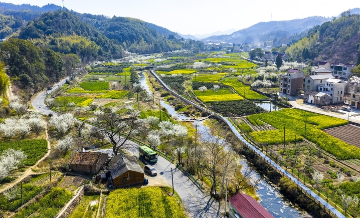 2026年3月14日，浙江省兰溪市黄店镇邵坞村余粮山线公路沿线，连绵的李树、油菜花竞相绽放，与翠绿的麦田、错落有致的村庄、蜿蜒盘旋的山路、青山绿树相互映衬，勾勒出一幅春日田园乡村的生态画卷。