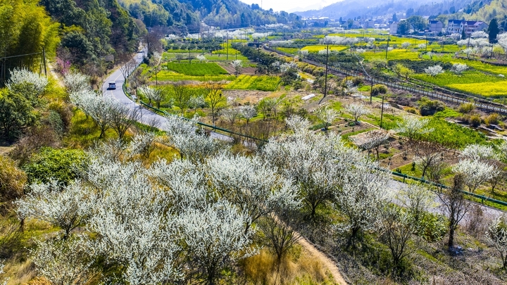 2026年3月14日，浙江省兰溪市黄店镇邵坞村余粮山线公路沿线，连绵的李树、油菜花竞相绽放，与翠绿的麦田、错落有致的村庄、蜿蜒盘旋的山路、青山绿树相互映衬，勾勒出一幅春日田园乡村的生态画卷。