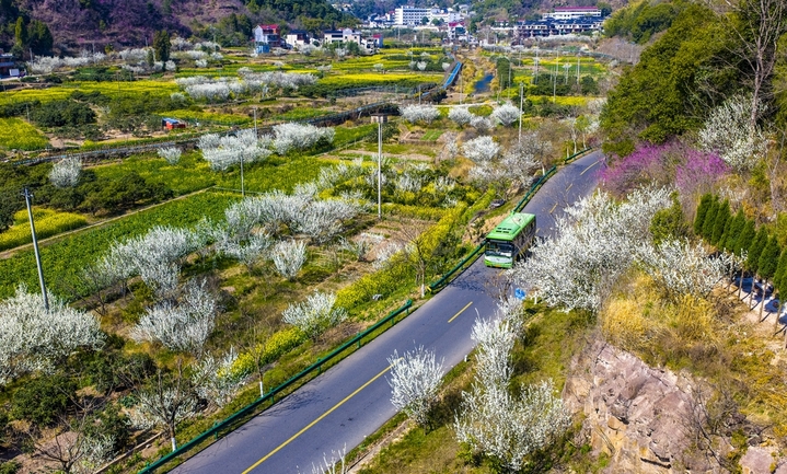 2026年3月14日，浙江省兰溪市黄店镇邵坞村余粮山线公路沿线，连绵的李树、油菜花竞相绽放，与翠绿的麦田、错落有致的村庄、蜿蜒盘旋的山路、青山绿树相互映衬，勾勒出一幅春日田园乡村的生态画卷。