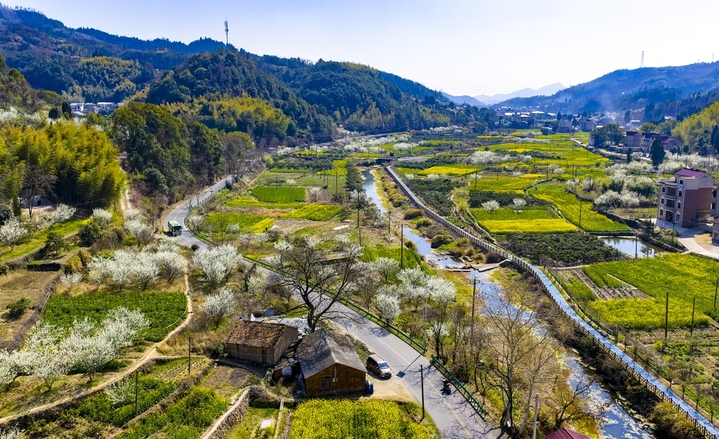 2026年3月14日，浙江省兰溪市黄店镇邵坞村余粮山线公路沿线，连绵的李树、油菜花竞相绽放，与翠绿的麦田、错落有致的村庄、蜿蜒盘旋的山路、青山绿树相互映衬，勾勒出一幅春日田园乡村的生态画卷。