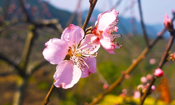2026年3月13日，贵州锦屏，桃花竞相绽放，粉白相间的花朵缀满枝头，娇艳动人。