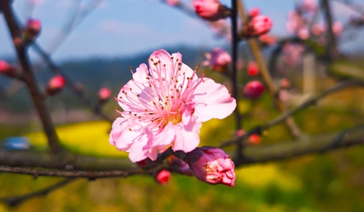 2026年3月13日，贵州锦屏，桃花竞相绽放，粉白相间的花朵缀满枝头，娇艳动人。