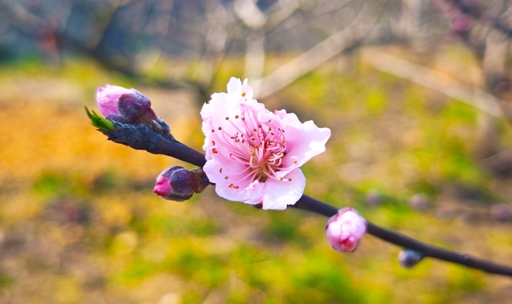 2026年3月13日，贵州锦屏，桃花竞相绽放，粉白相间的花朵缀满枝头，娇艳动人。