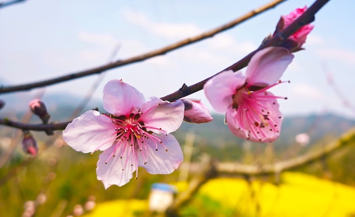 2026年3月13日，贵州锦屏，桃花竞相绽放，粉白相间的花朵缀满枝头，娇艳动人。IC photo
