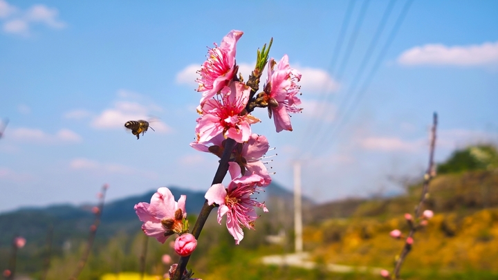 2026年3月13日，贵州锦屏，桃花竞相绽放，粉白相间的花朵缀满枝头，娇艳动人。
