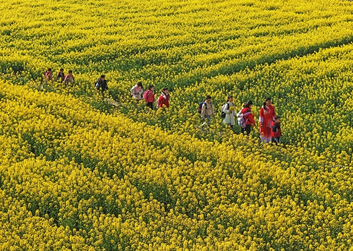 2026年3月14日，春和景明，安徽省芜湖市无为市红庙镇横塘村，村委会联合驻村工作队组织村内留守儿童走进家乡油菜花海，将春日田园变为素质教育实践课堂，在自然中乐享春日美好，感受家乡发展带来的生态之美与生活之乐。