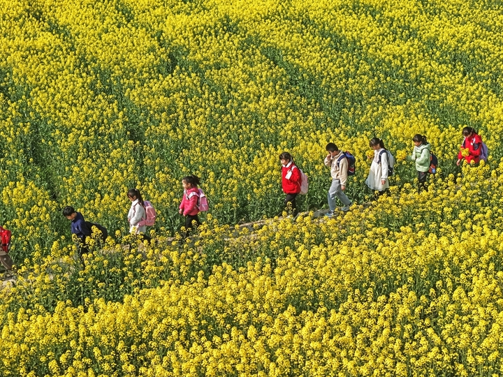 2026年3月14日，春和景明，安徽省芜湖市无为市红庙镇横塘村，村委会联合驻村工作队组织村内留守儿童走进家乡油菜花海，将春日田园变为素质教育实践课堂，在自然中乐享春日美好，感受家乡发展带来的生态之美与生活之乐。王玉实/IC photo