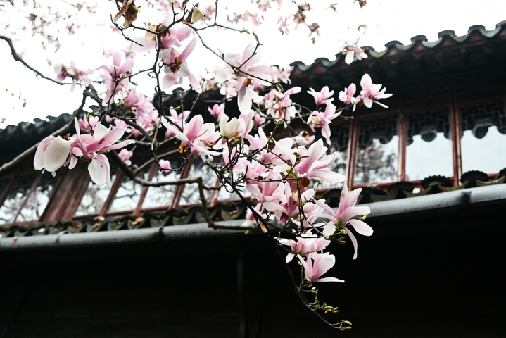 2026年3月17日，江苏苏州，古典园林网师园内花红柳绿，春意盎然，吸引游客前来游玩。