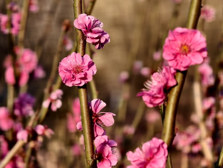 2026年3月18日，北京，春天各色梅花绽放，北京第十九届明城墙梅花节开启。游客赏花拍照。
