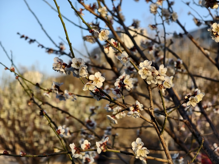 2026年3月18日，北京，春天各色梅花绽放，北京第十九届明城墙梅花节开启。游客赏花拍照。
