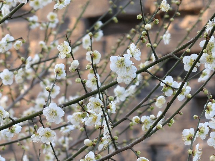 2026年3月18日，北京，春天各色梅花绽放，北京第十九届明城墙梅花节开启。游客赏花拍照。