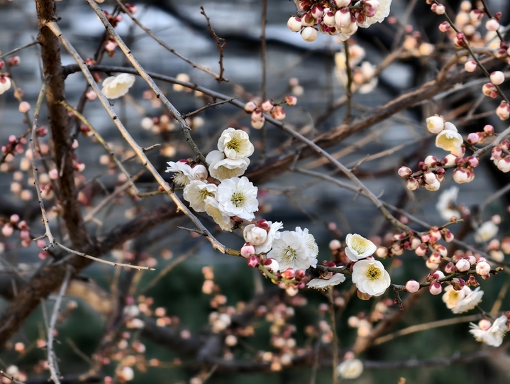 2026年3月18日，北京，春天各色梅花绽放，北京第十九届明城墙梅花节开启。游客赏花拍照。