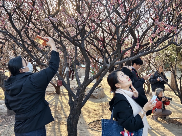 2026年3月18日，北京，春天各色梅花绽放，北京第十九届明城墙梅花节开启。游客赏花拍照。IC photo