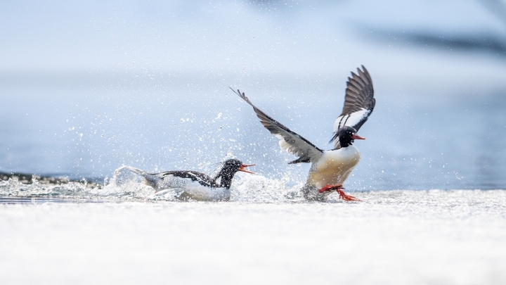 2026年3月17日，吉林省白山市抚松漫江冰雪初融，国家一级保护动物中华秋沙鸭在融冰水面悠然游弋、潜水觅食。灵动身影与春水残冰相映，尽显长白山春日生态之美。
