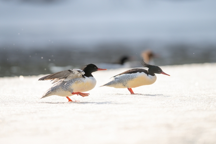 2026年3月17日，吉林省白山市抚松漫江冰雪初融，国家一级保护动物中华秋沙鸭在融冰水面悠然游弋、潜水觅食。灵动身影与春水残冰相映，尽显长白山春日生态之美。