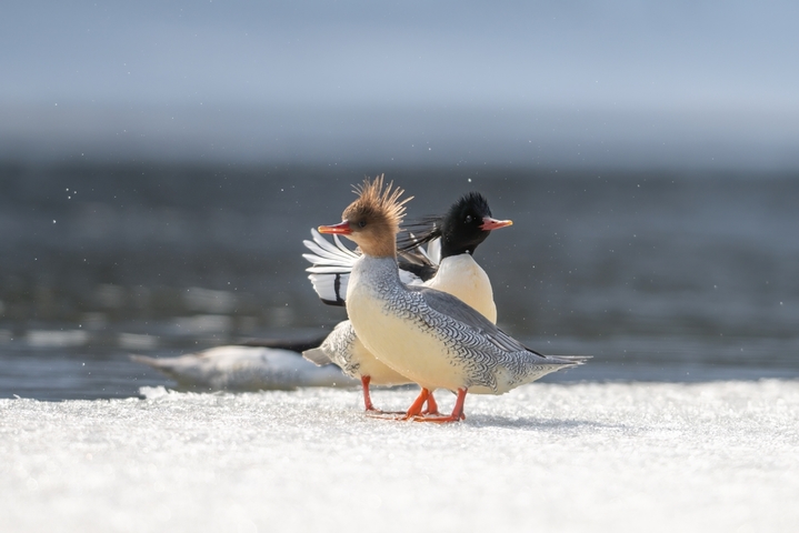 2026年3月17日，吉林省白山市抚松漫江冰雪初融，国家一级保护动物中华秋沙鸭在融冰水面悠然游弋、潜水觅食。灵动身影与春水残冰相映，尽显长白山春日生态之美。