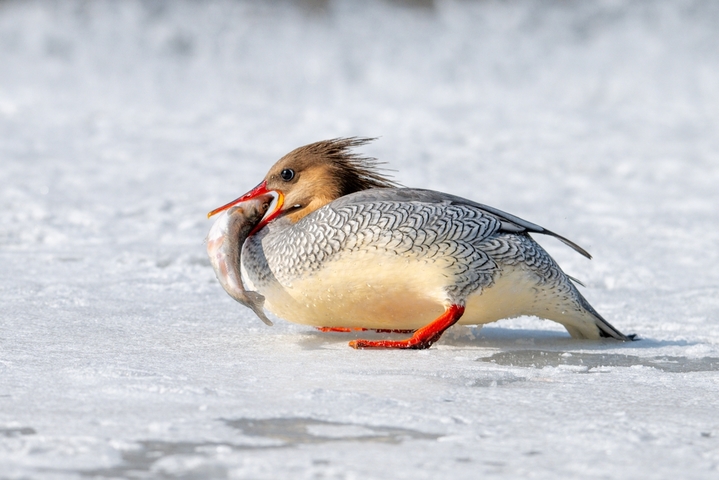 2026年3月17日，吉林省白山市抚松漫江冰雪初融，国家一级保护动物中华秋沙鸭在融冰水面悠然游弋、潜水觅食。灵动身影与春水残冰相映，尽显长白山春日生态之美。池世永/IC photo