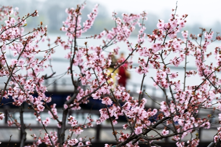 2026年3月18日，南京市，游客在玄武湖公园赏景游玩。初春时节，江苏省南京市玄武湖公园花艳柳绿，景色宜人，吸引市民游客前往观赏游玩。