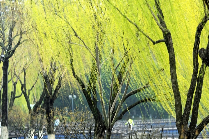 2026年3月18日，南京市，游客在玄武湖公园赏景游玩。初春时节，江苏省南京市玄武湖公园花艳柳绿，景色宜人，吸引市民游客前往观赏游玩。